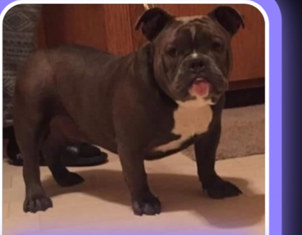 Dog Featured Image