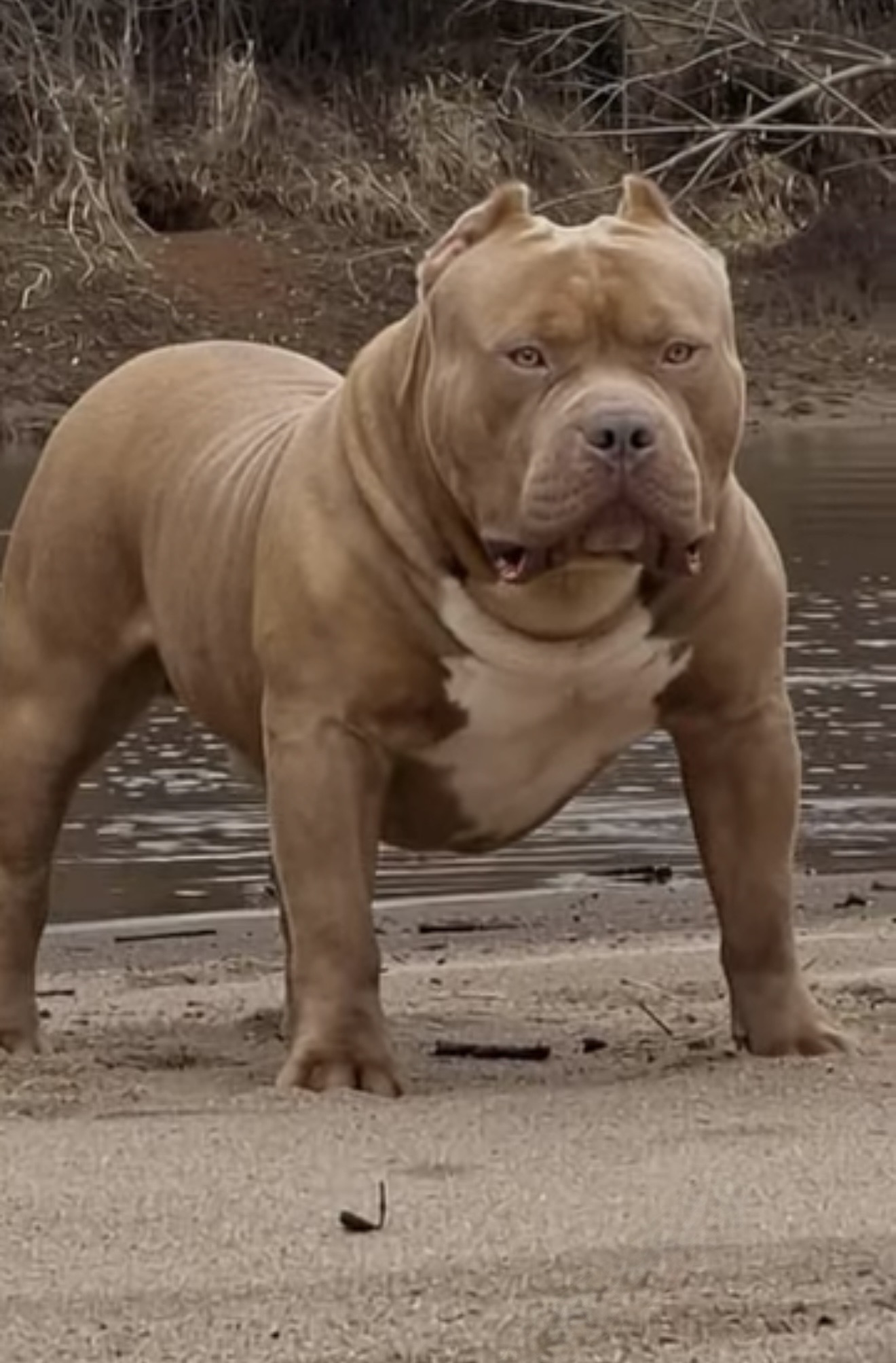 Dog Featured Image