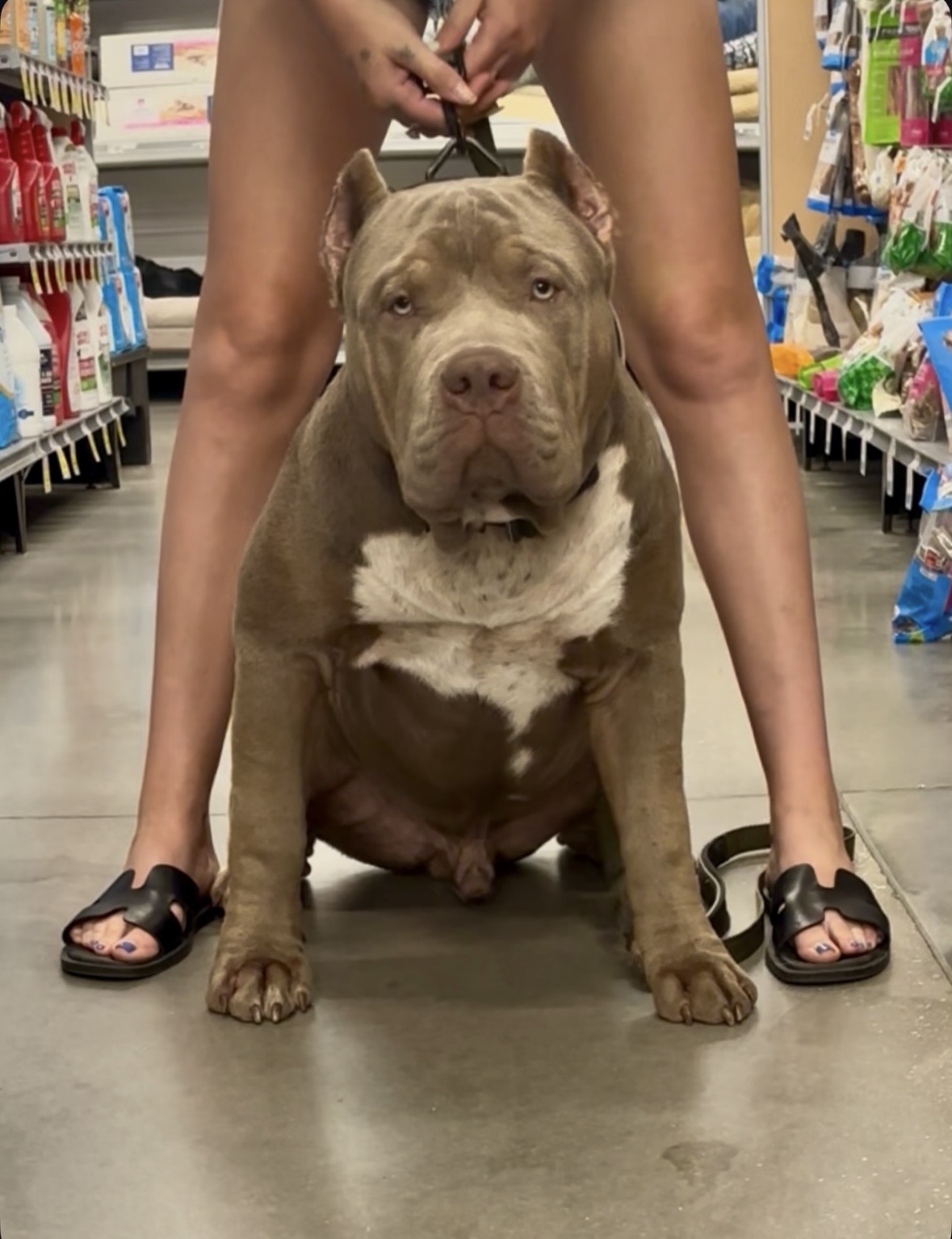 Dog Featured Image
