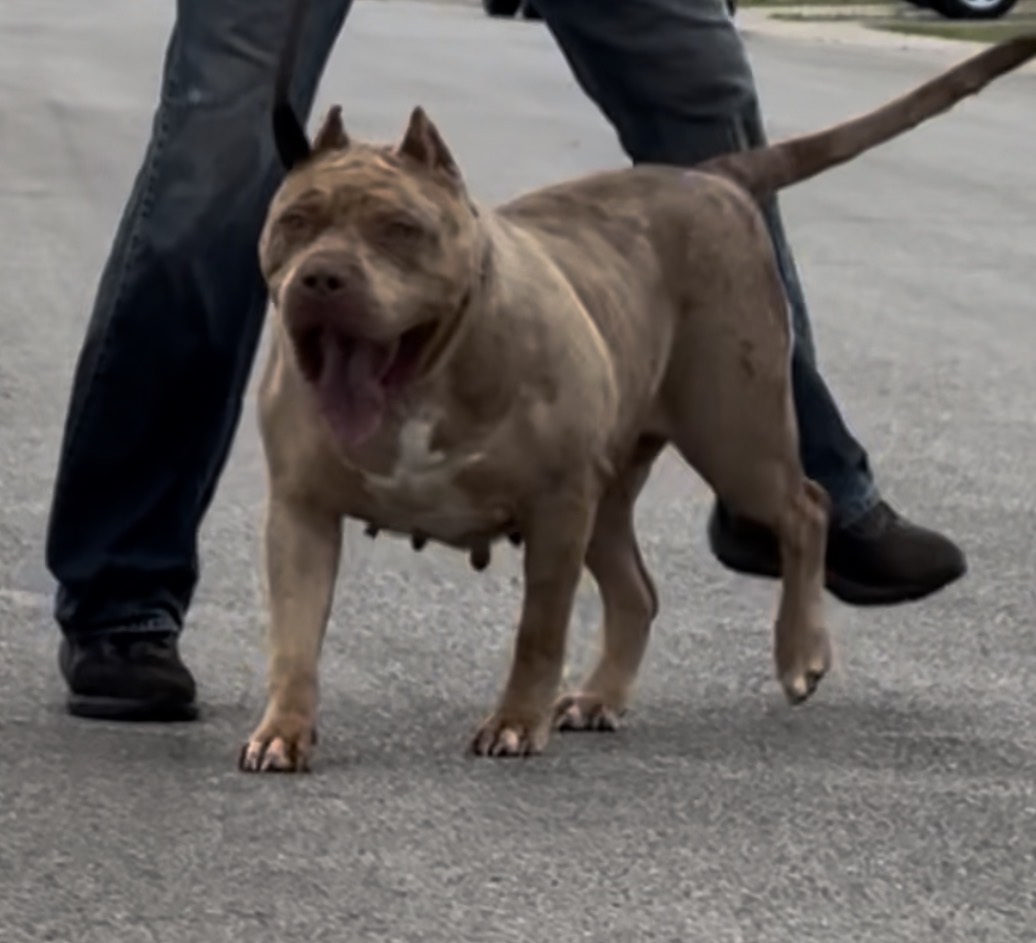 Dog Featured Image