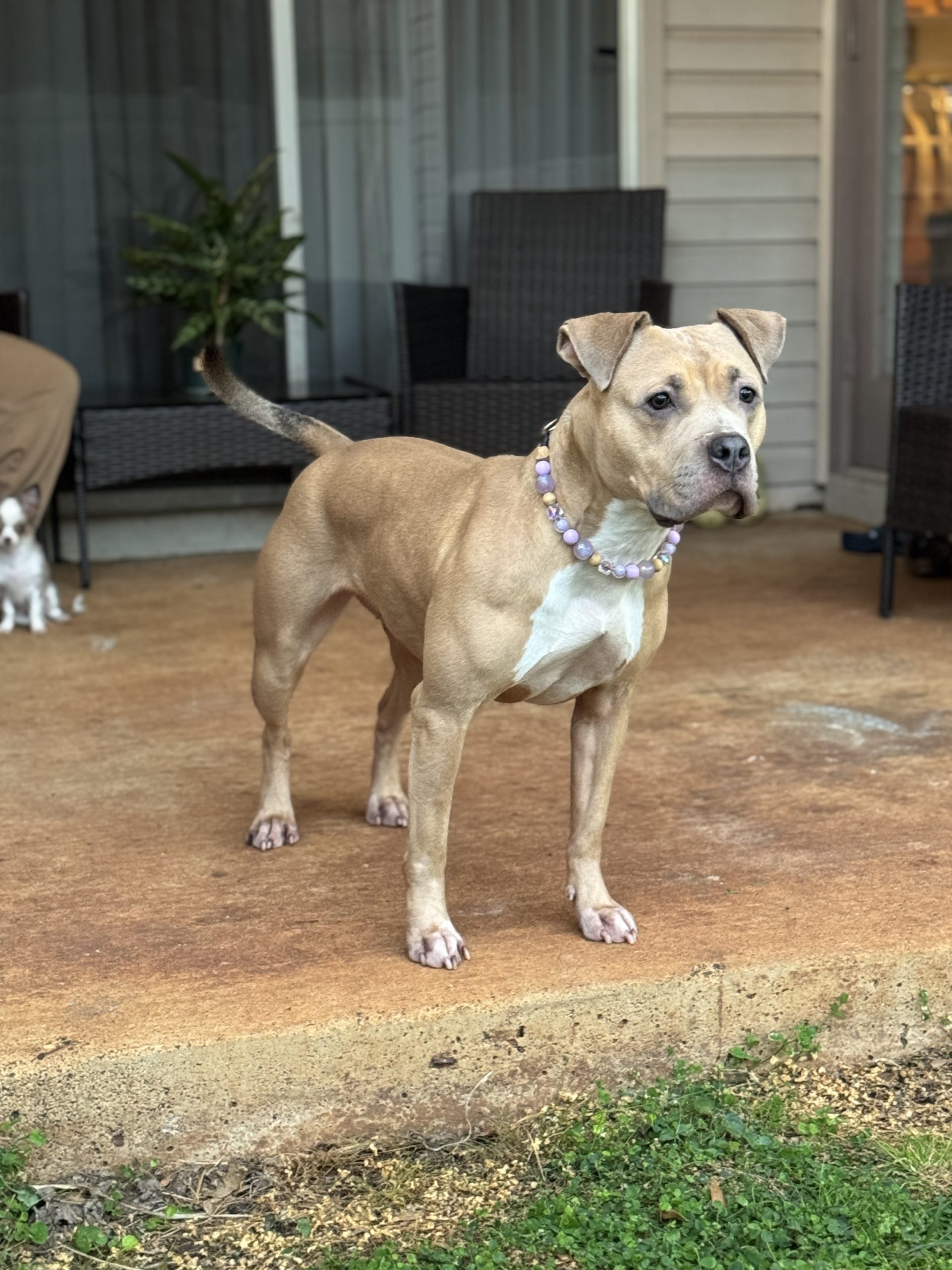Dog Featured Image