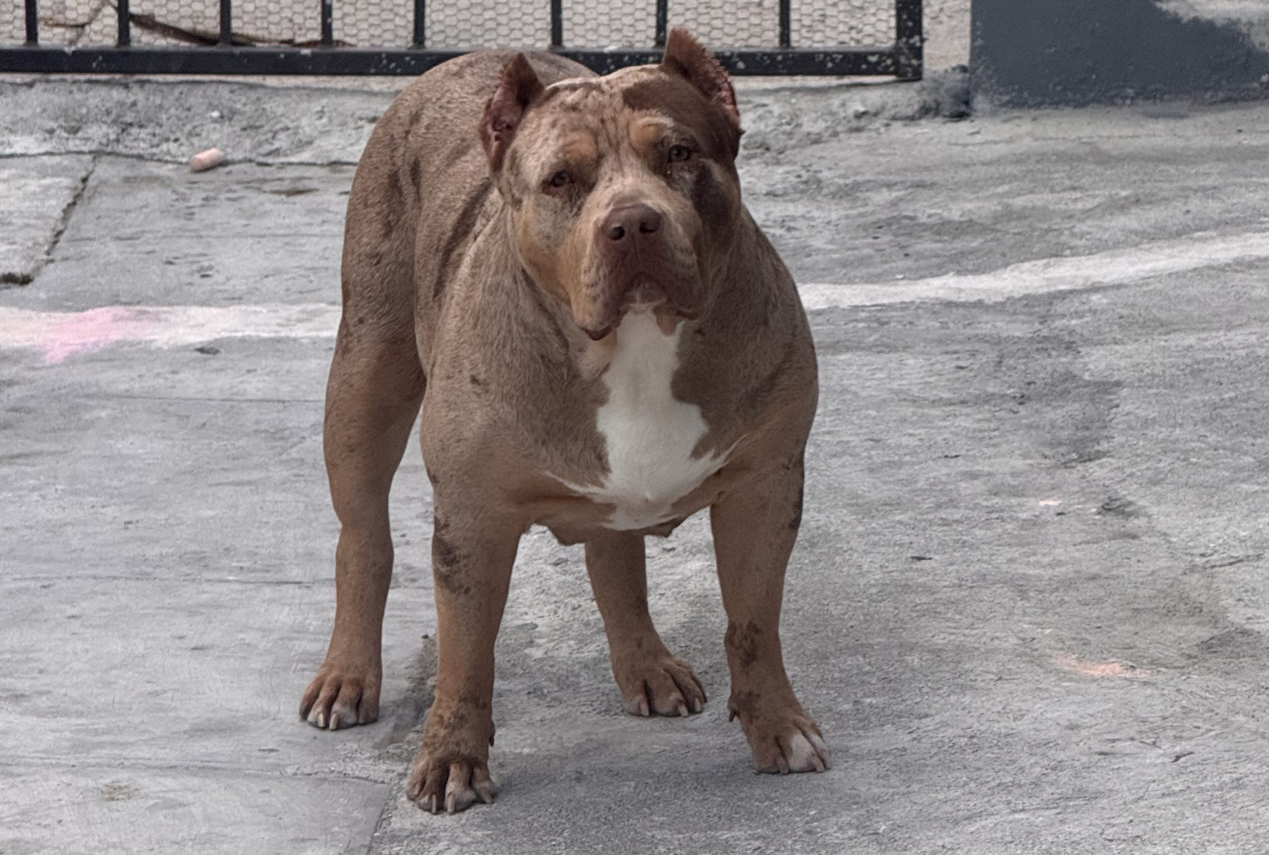 Dog Featured Image