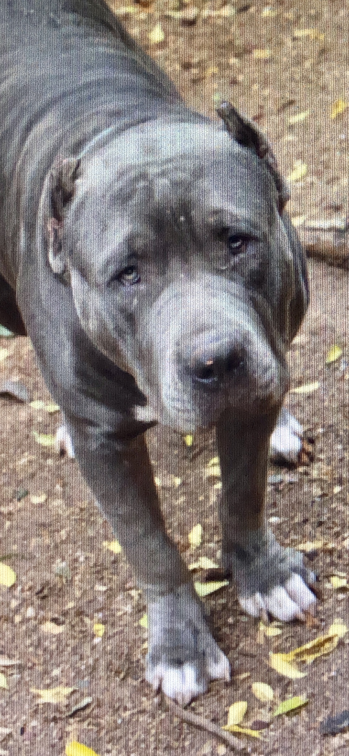 Dog Featured Image