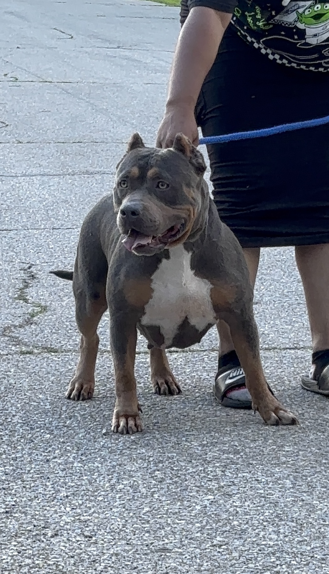 Dog Featured Image