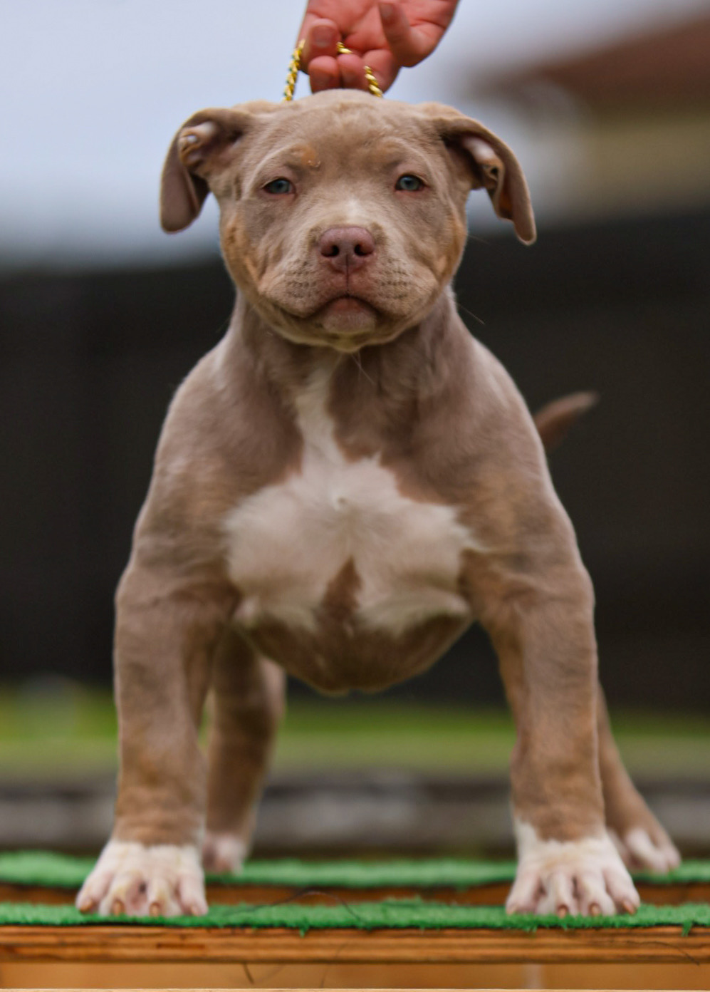 Dog Featured Image