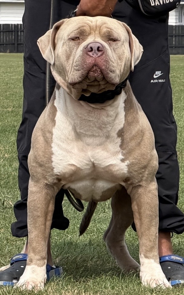 Dog Featured Image