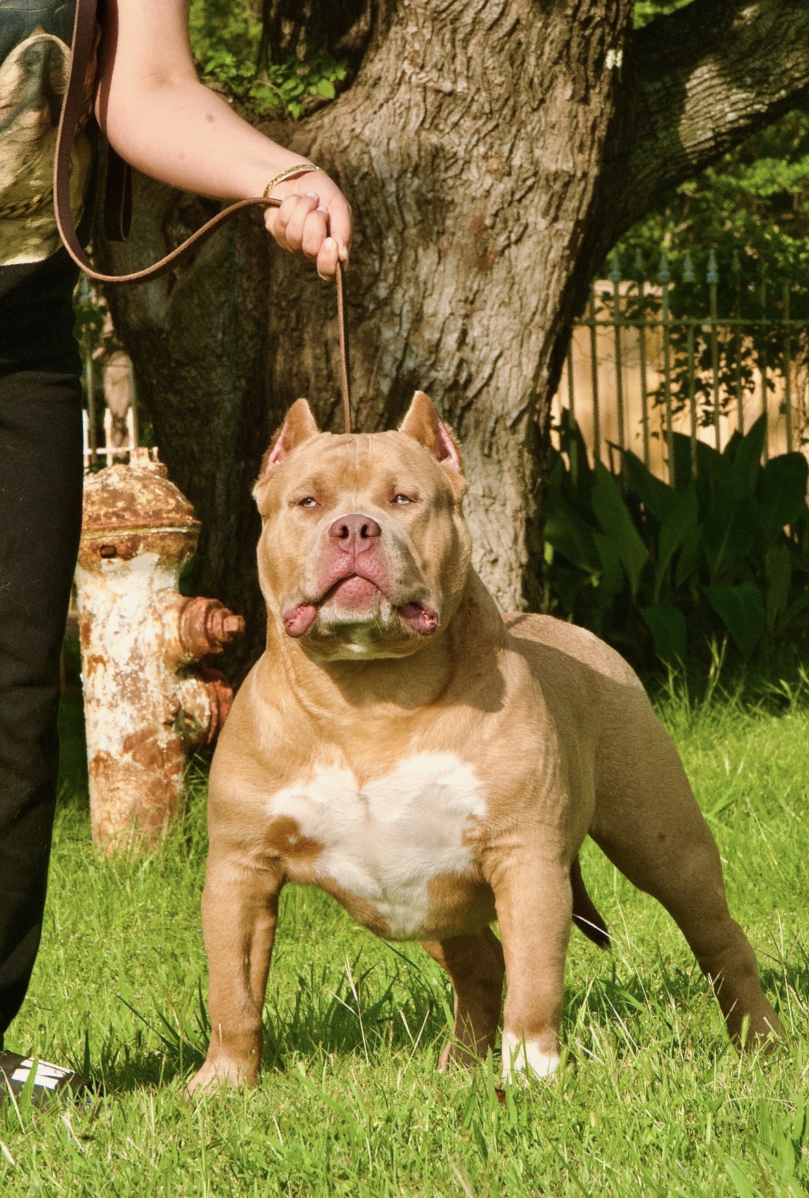 Dog Featured Image