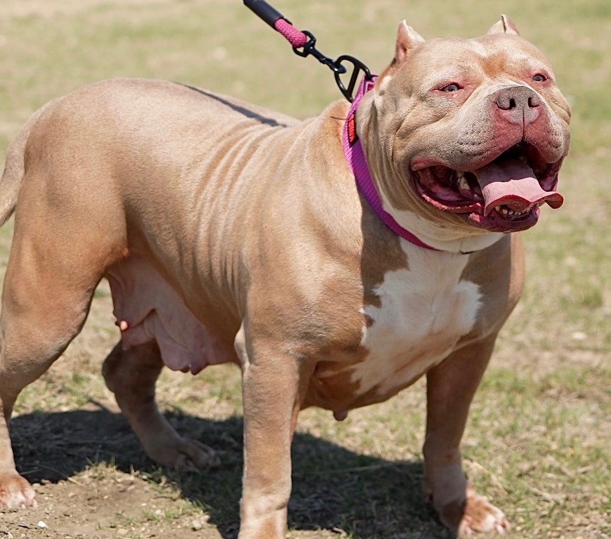 Dog Featured Image