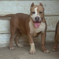 Matriarch Bullies’ Knight In Shining Armor