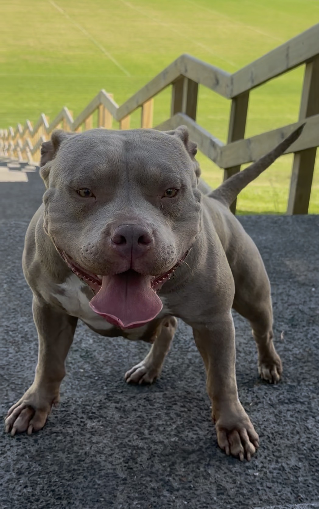 Dog Featured Image