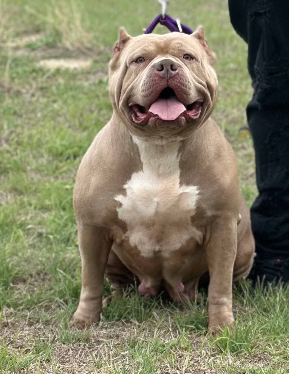 Dog Featured Image