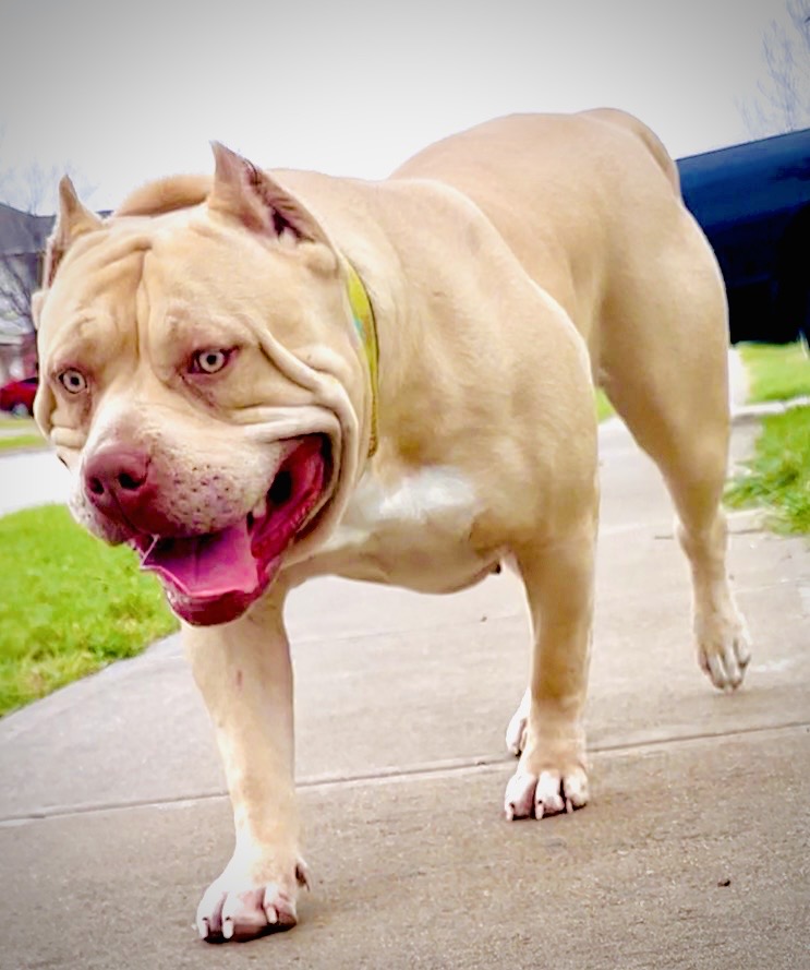 Dog Featured Image