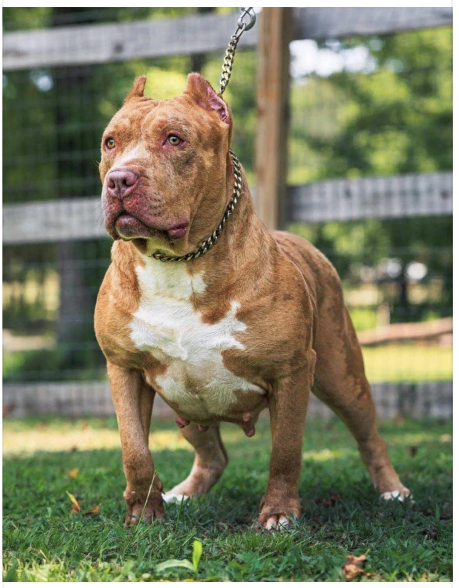 Dog Featured Image