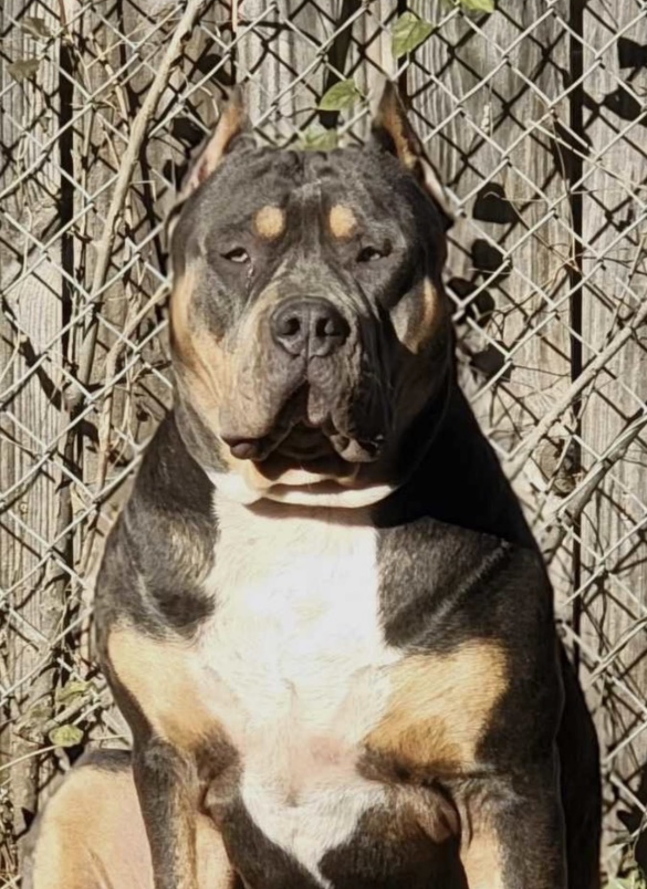 Dog Featured Image