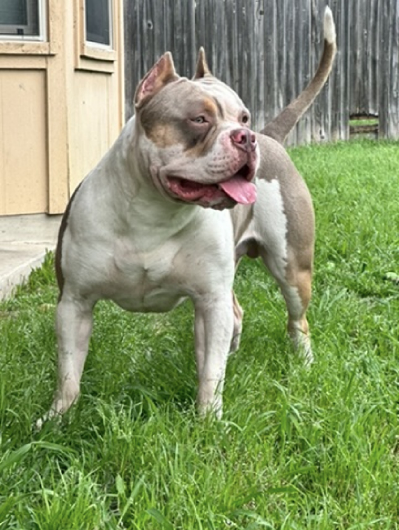 Dog Featured Image