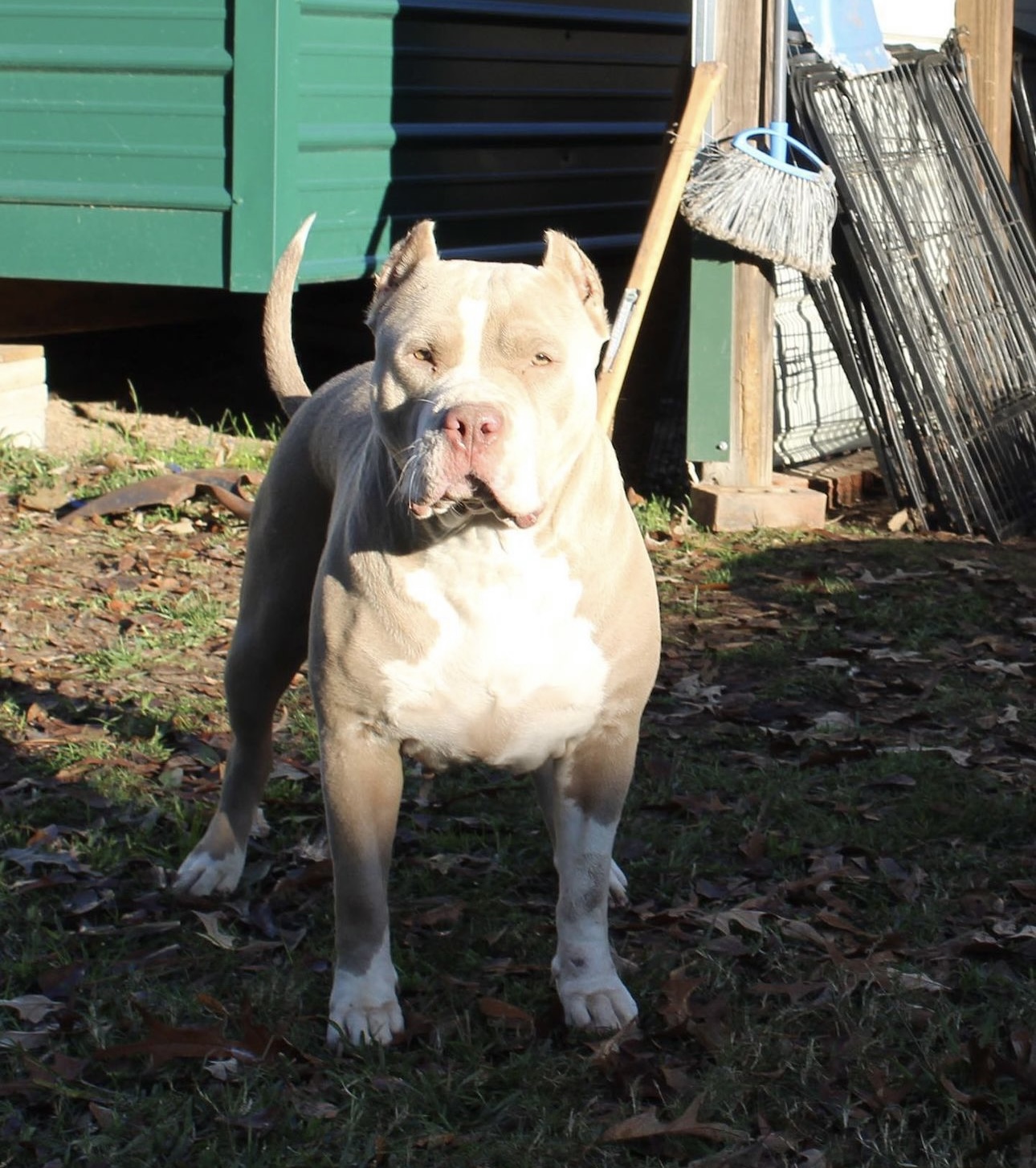 Dog Featured Image