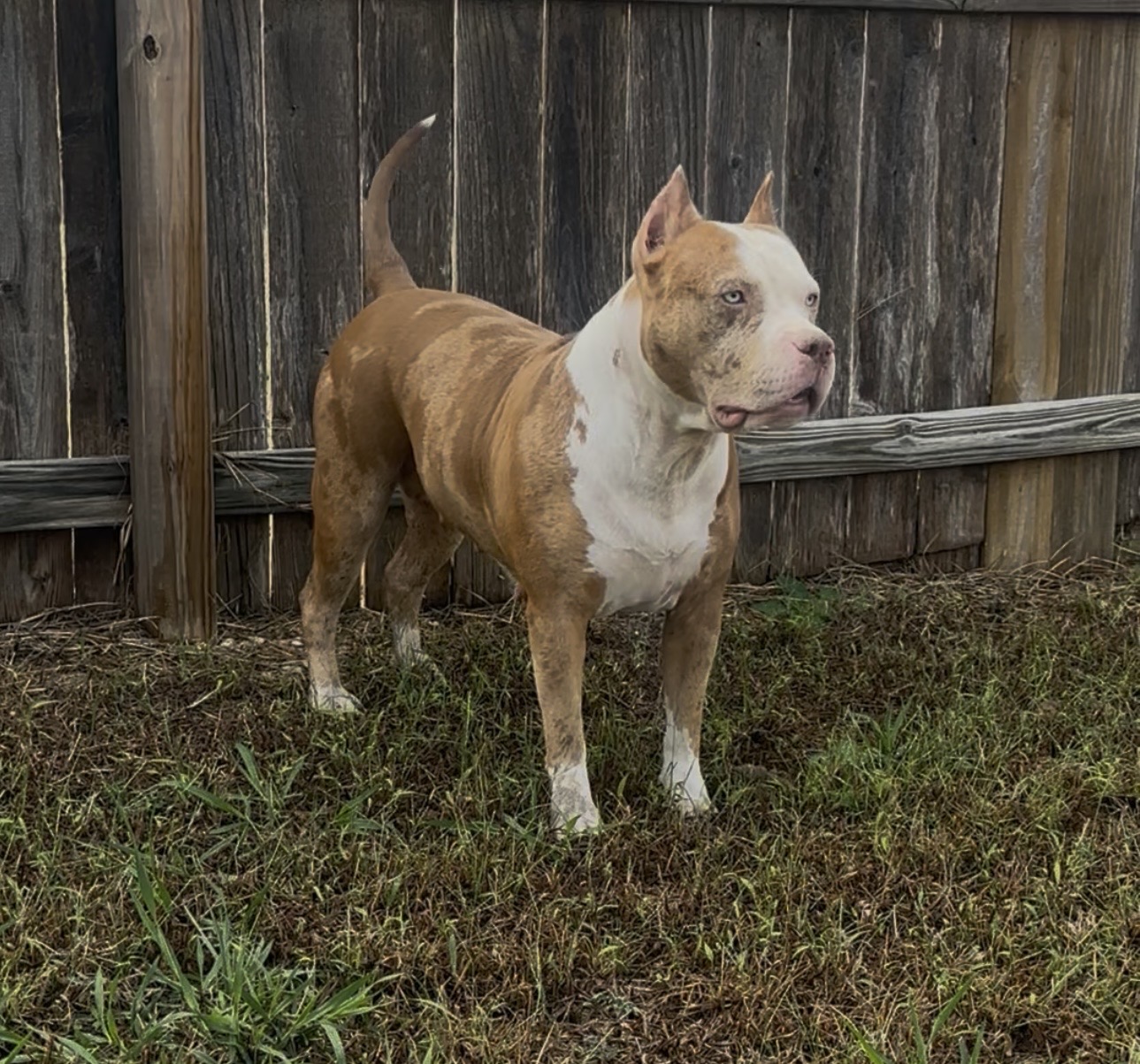 Dog Featured Image