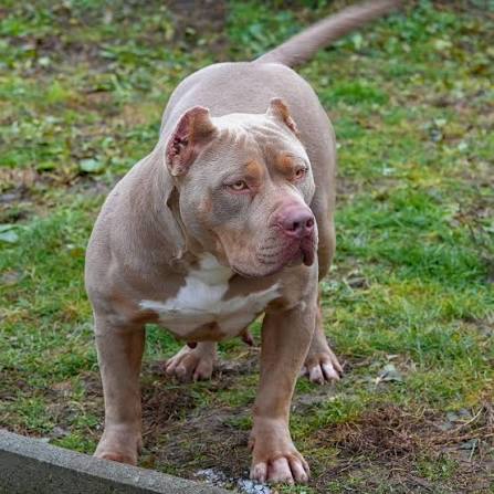 Dog Featured Image