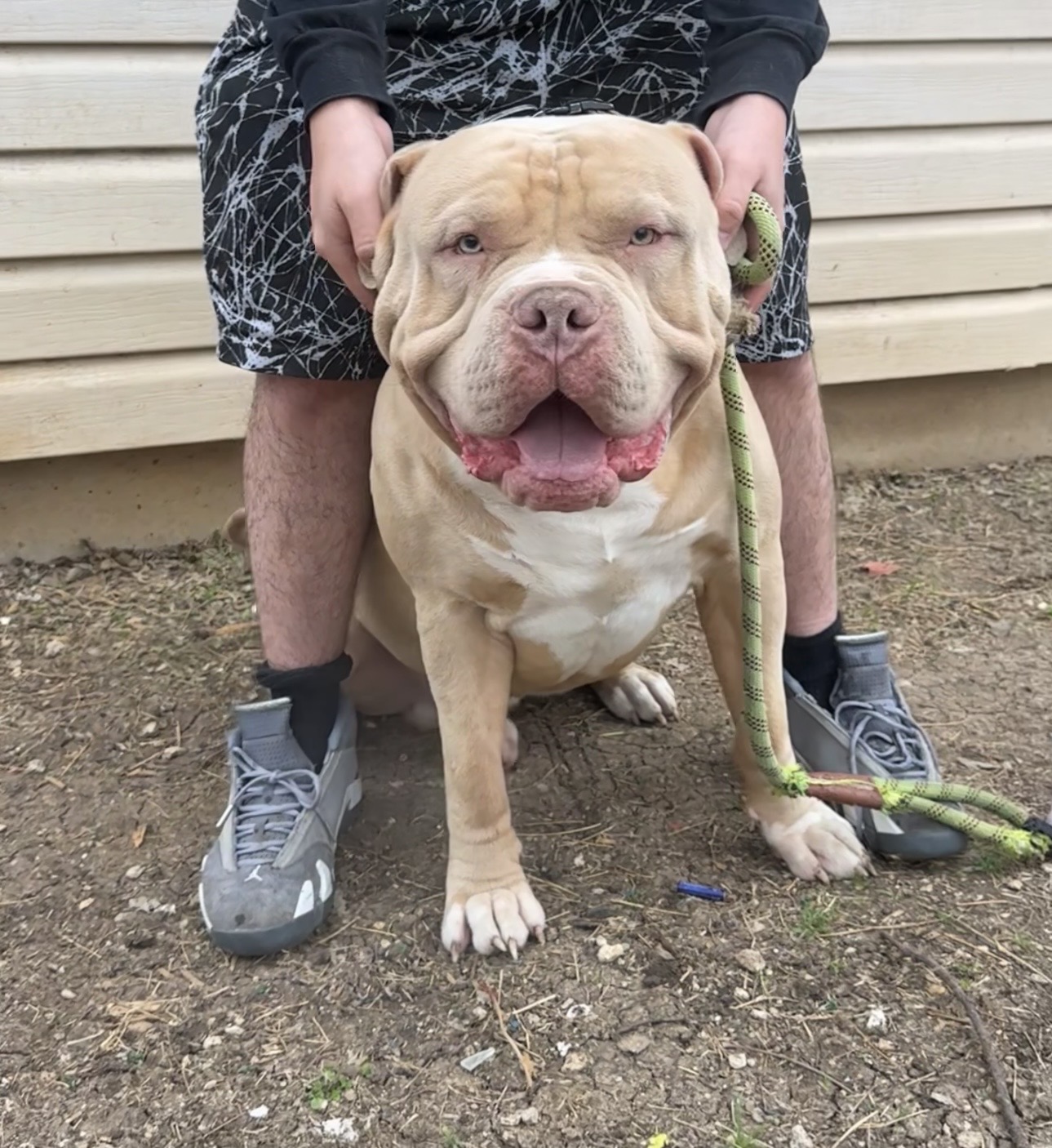 Dog Featured Image
