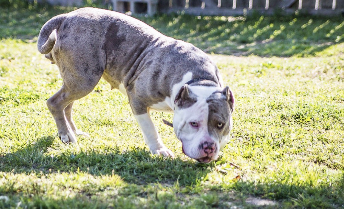 Dog Featured Image