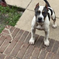 Black Chipz Bulls Koa of Kingdom 6 Bullies