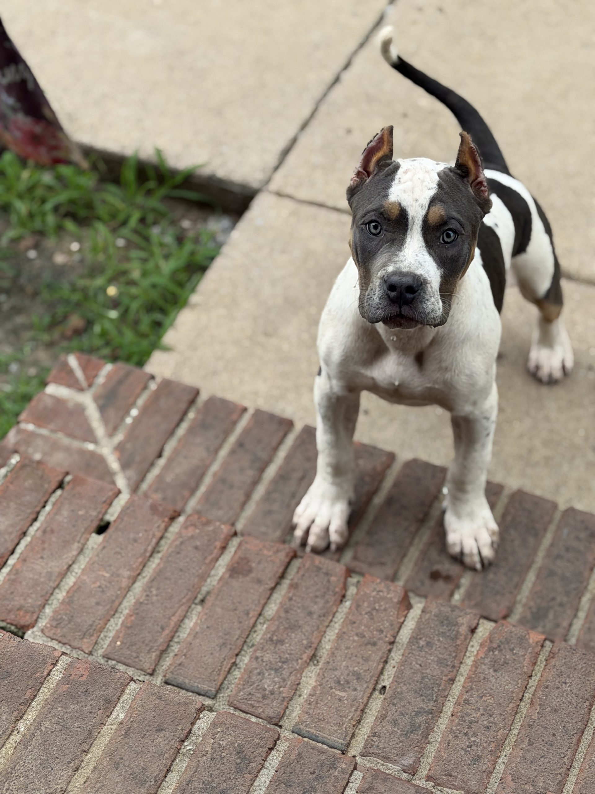 Dog Featured Image