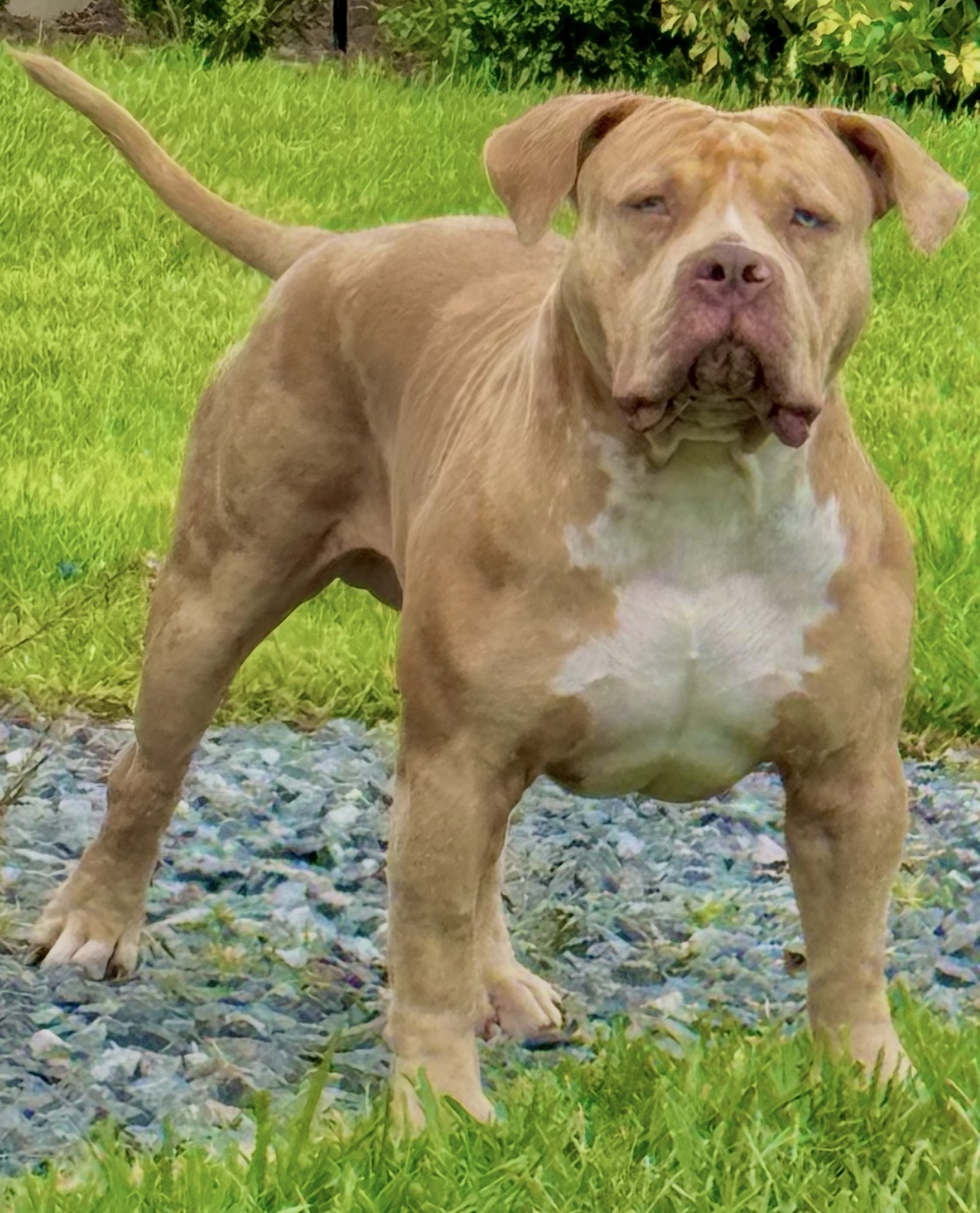 Dog Featured Image