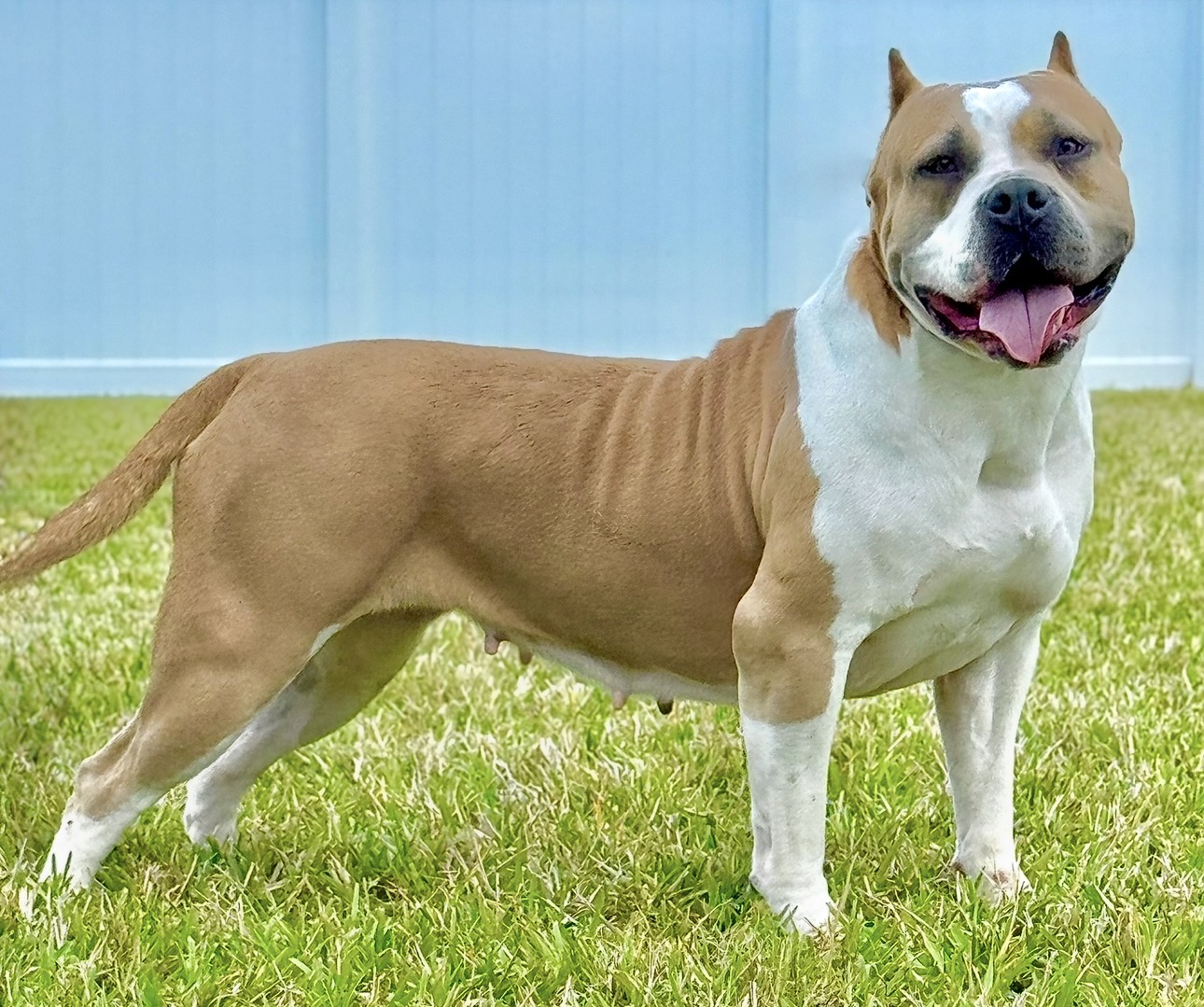Dog Featured Image