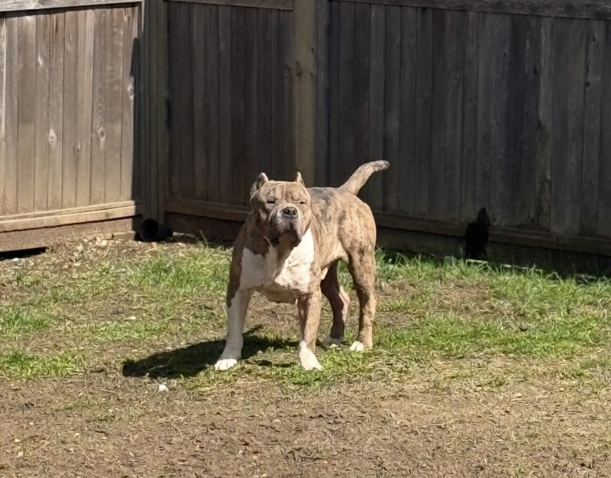 Dog Featured Image