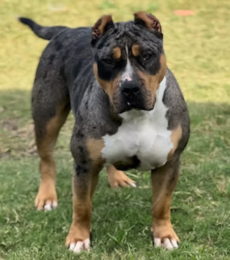 Dog Featured Image