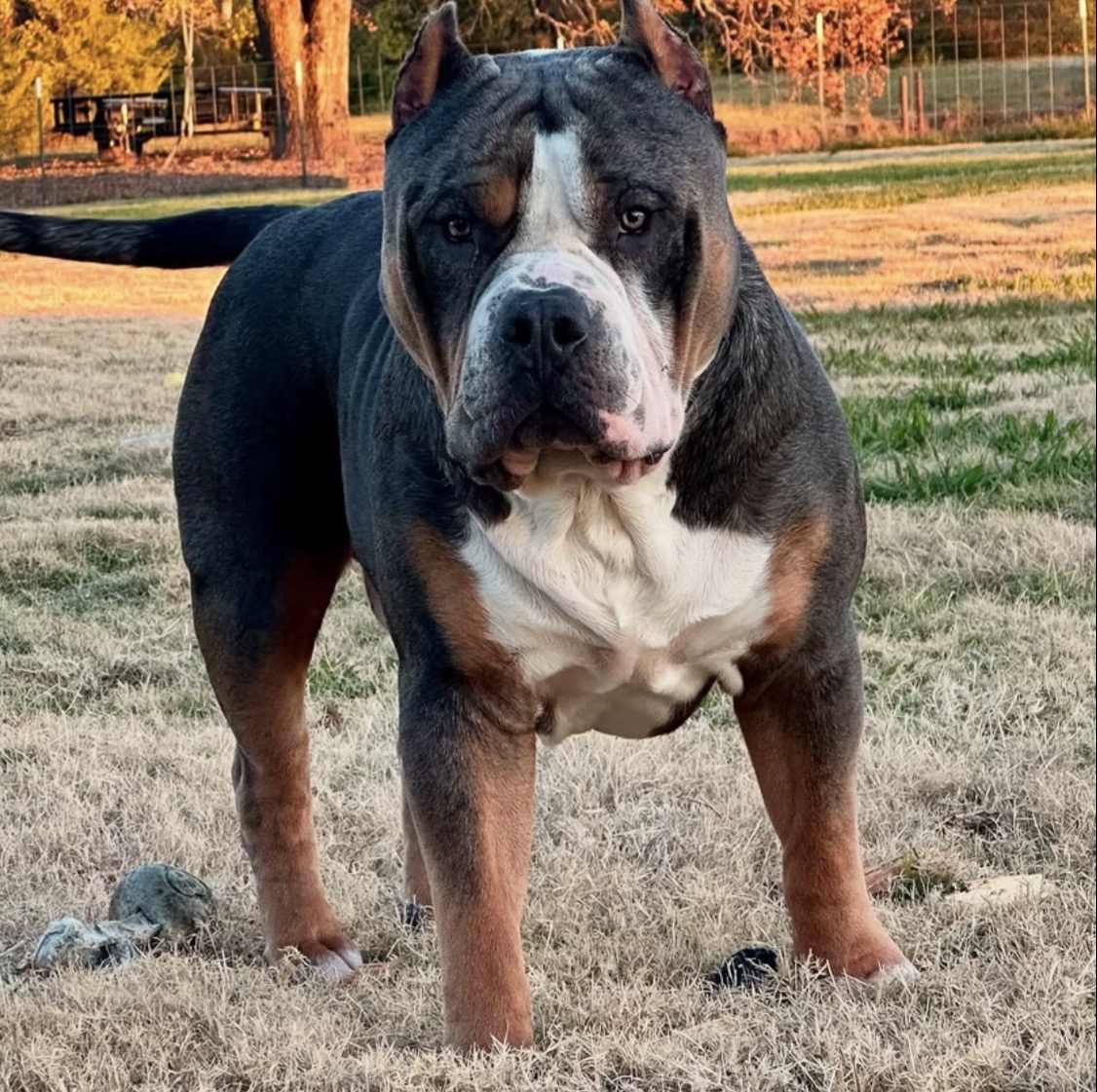 Dog Featured Image