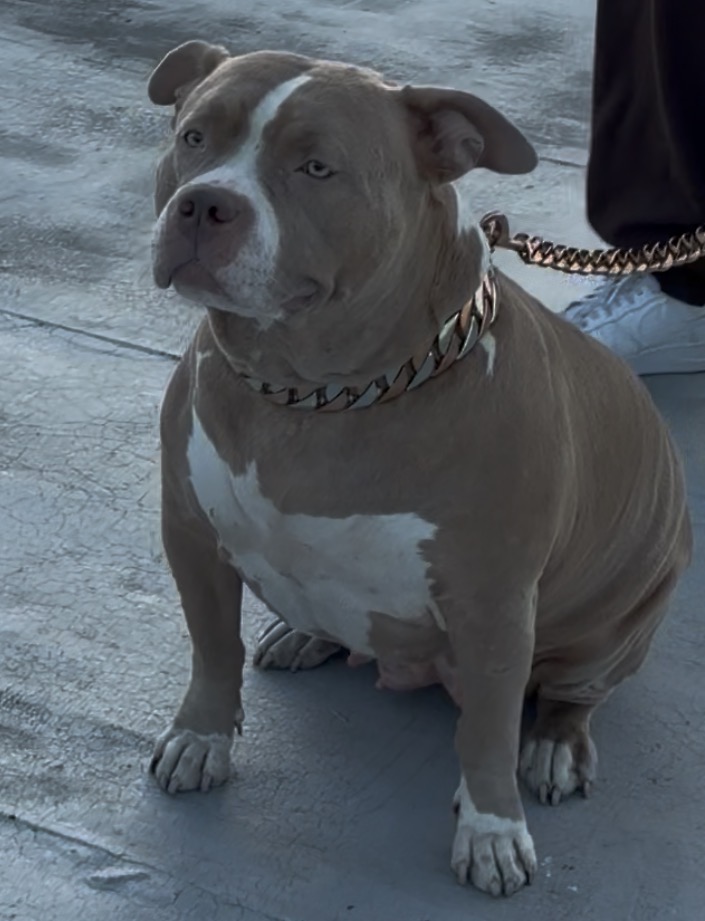 Dog Featured Image