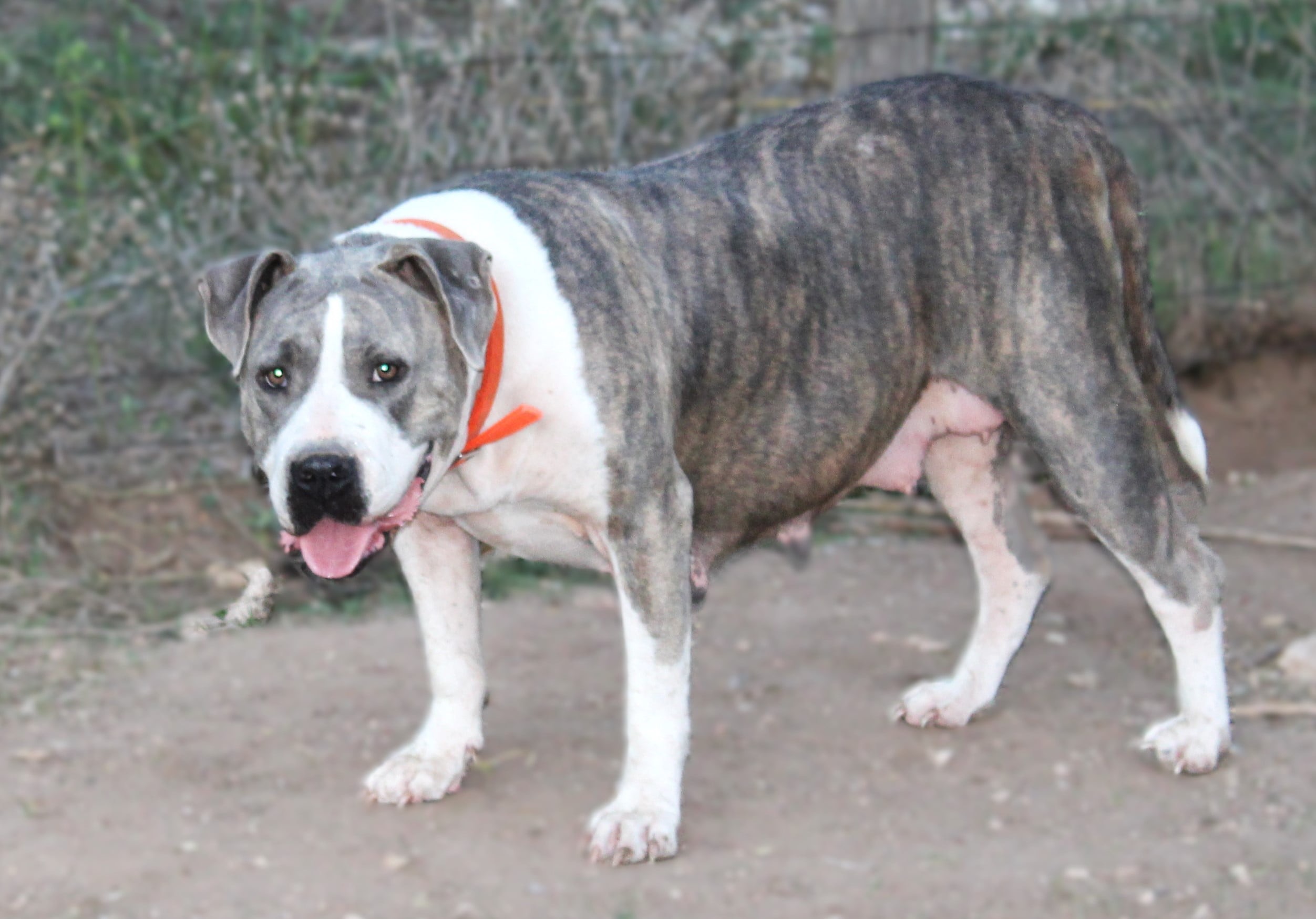 Dog Featured Image