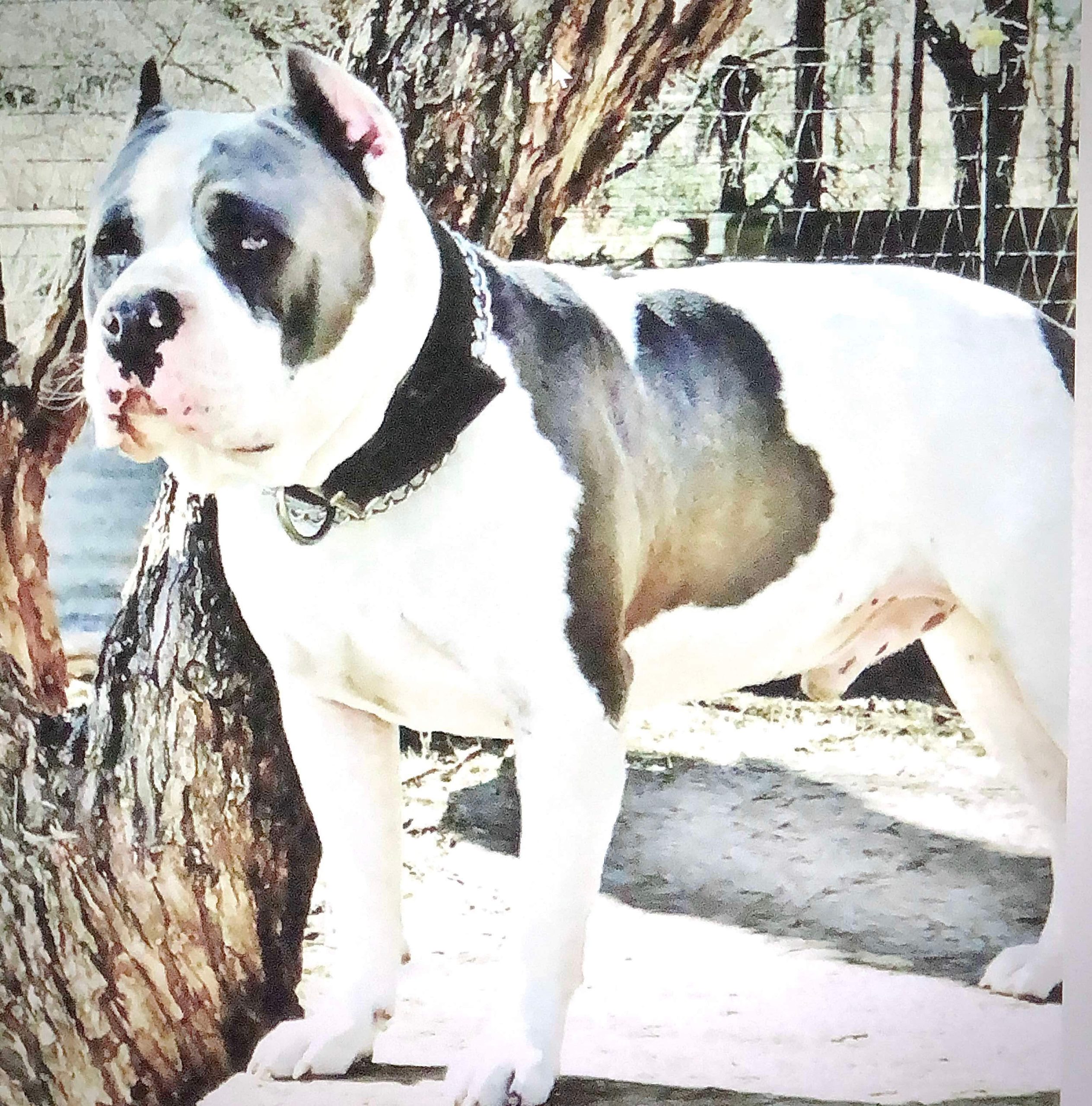 Dog Featured Image