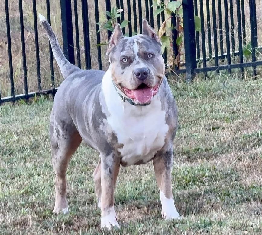 Dog Featured Image