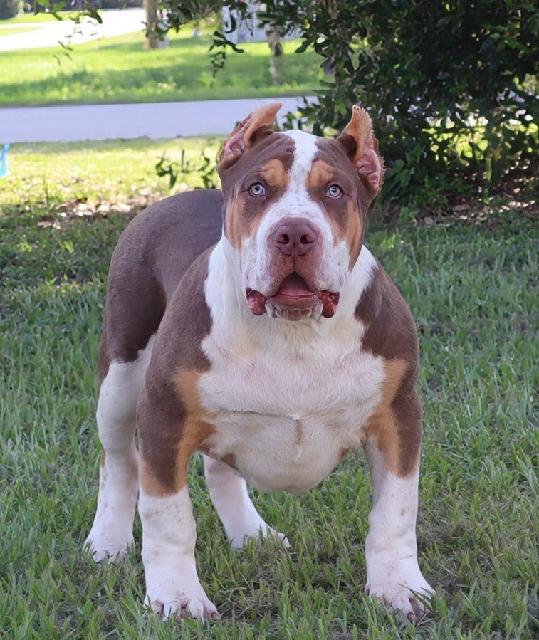 Dog Featured Image