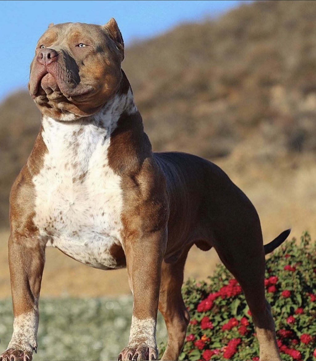 Dog Featured Image