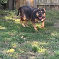 Dog Featured Image