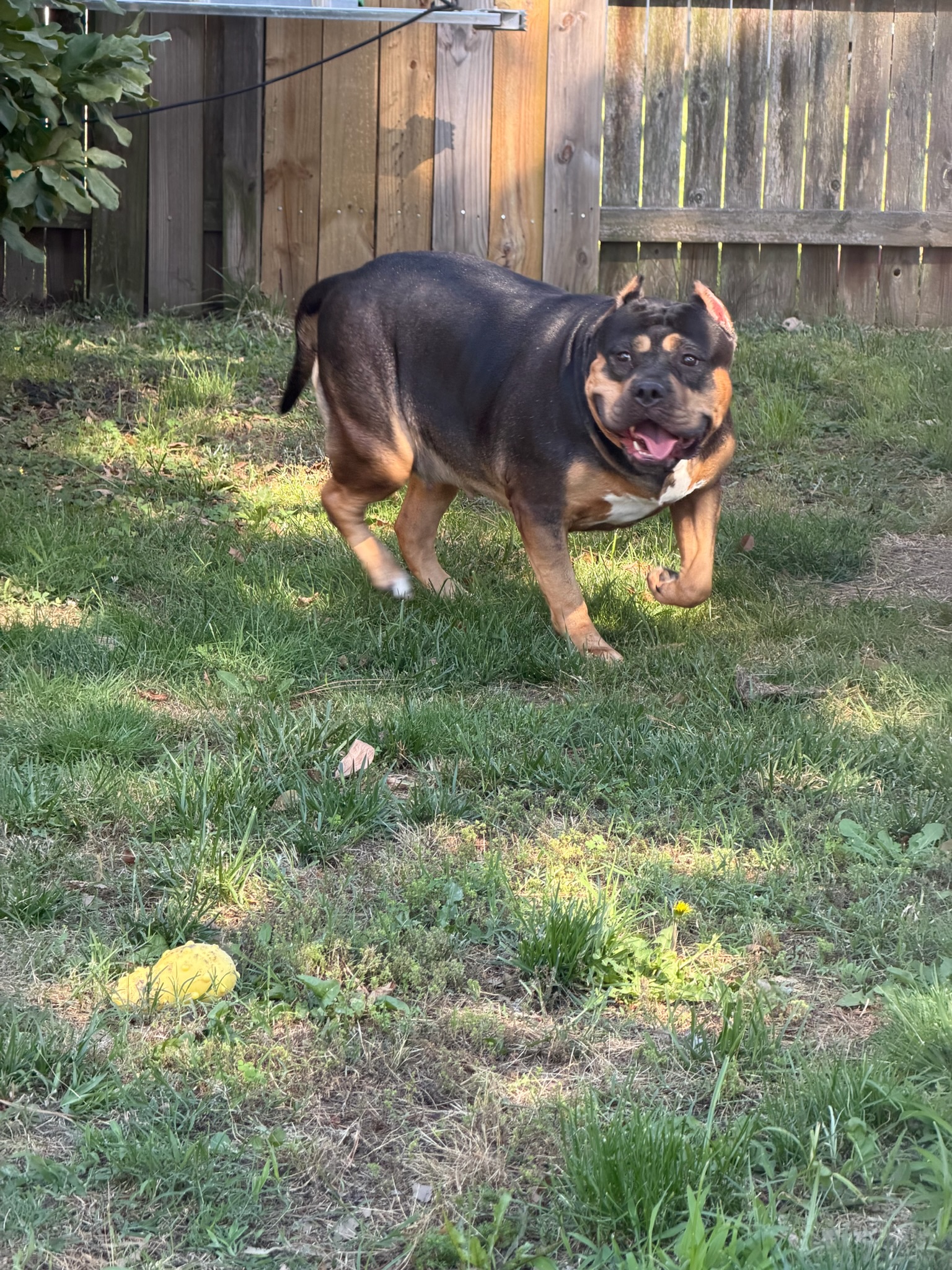 Dog Featured Image