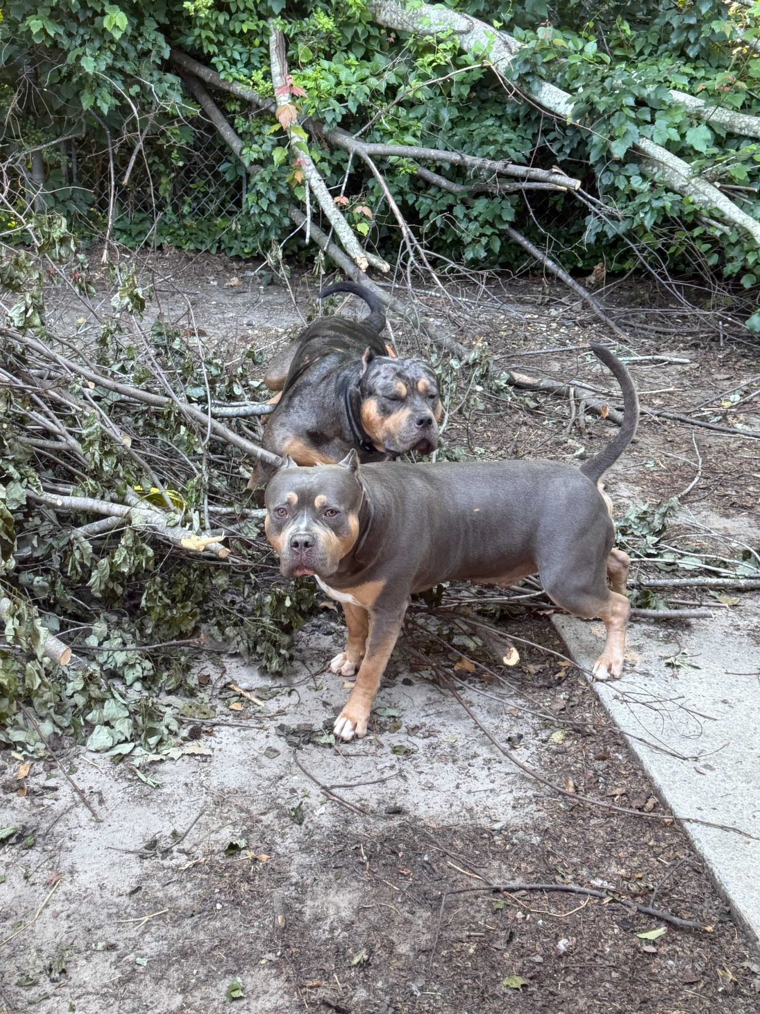 Dog Featured Image