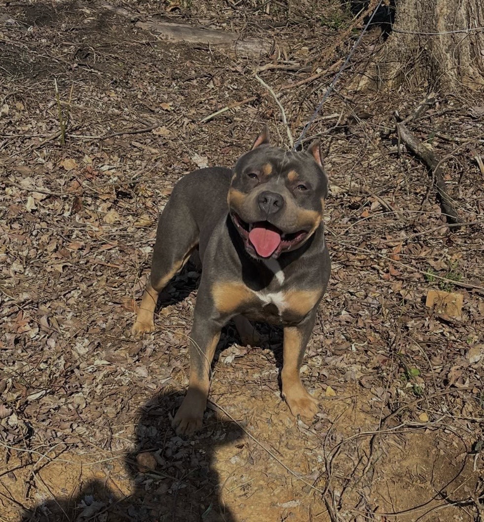 Dog Featured Image