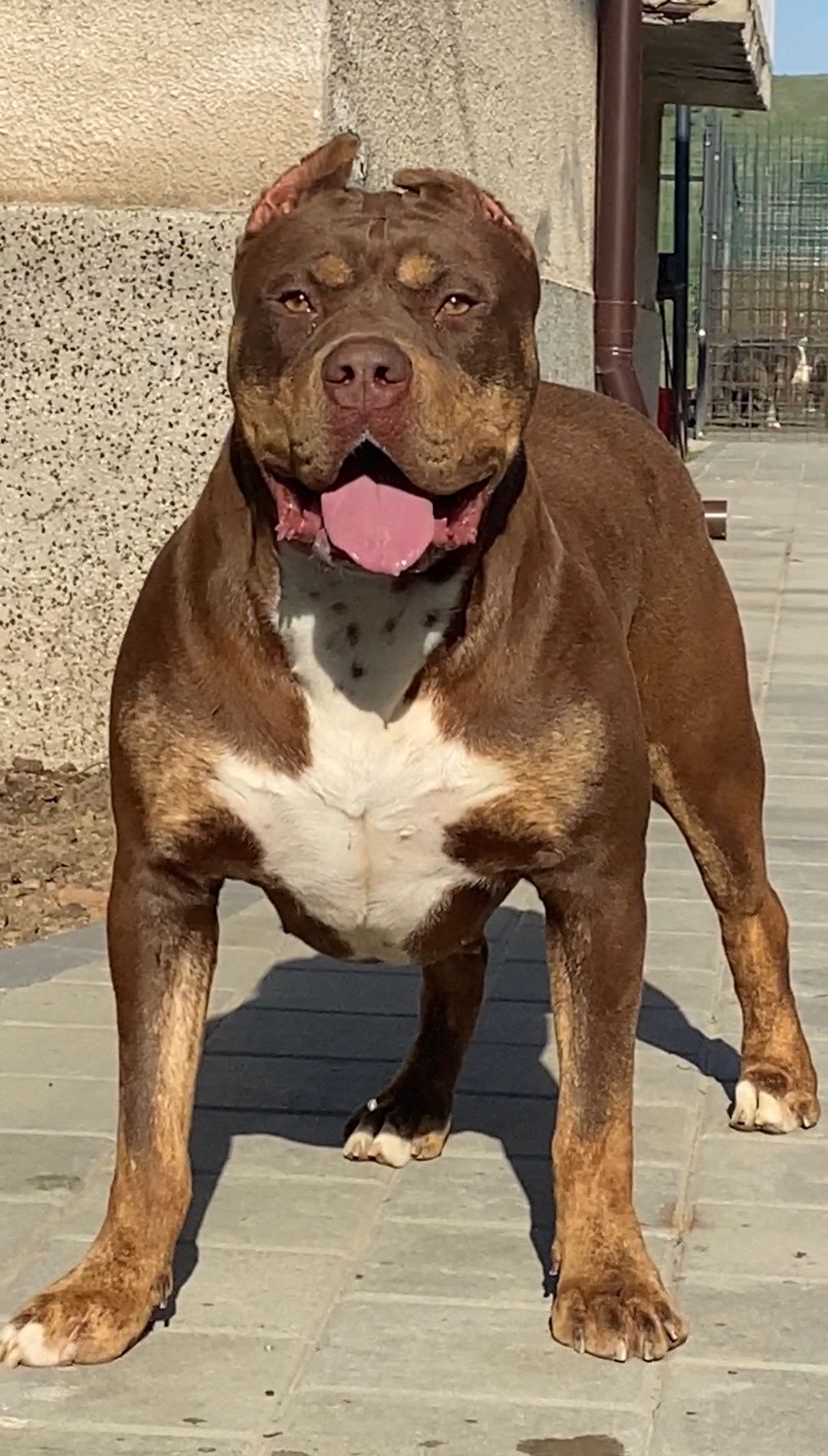 Dog Featured Image