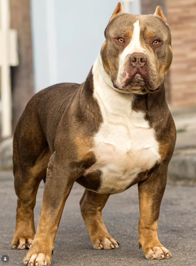 Dog Featured Image