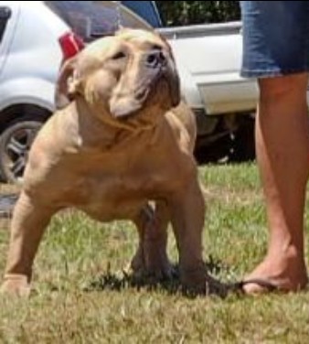 Dog Featured Image