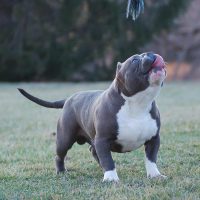 ONE SHOT BULLIES TAZ