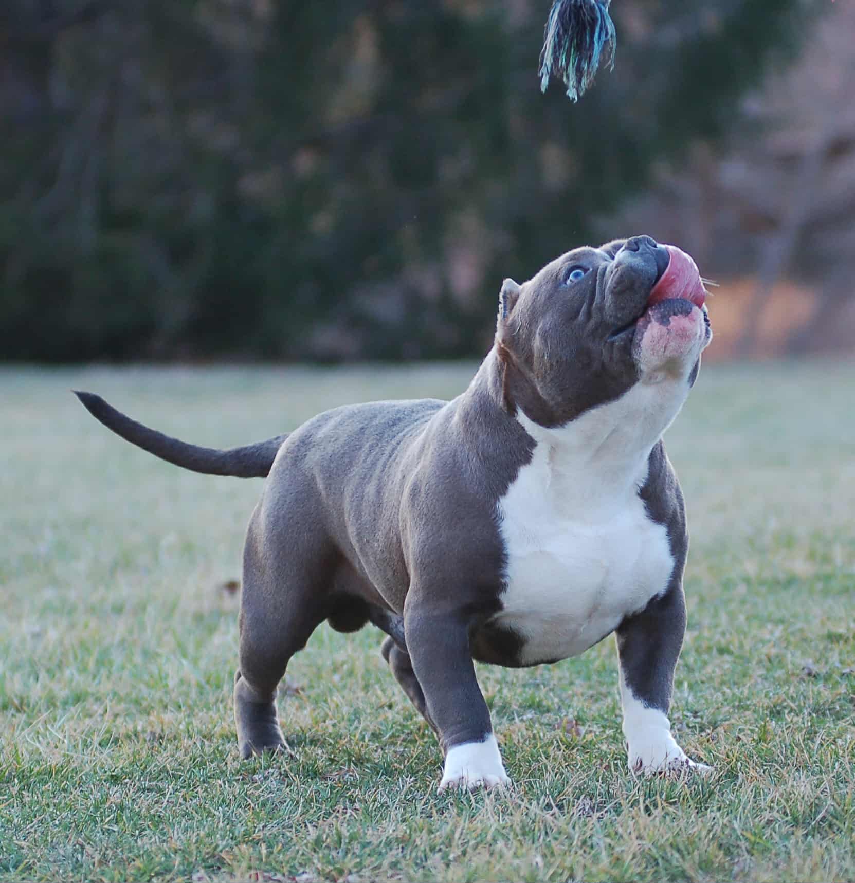 Dog Featured Image