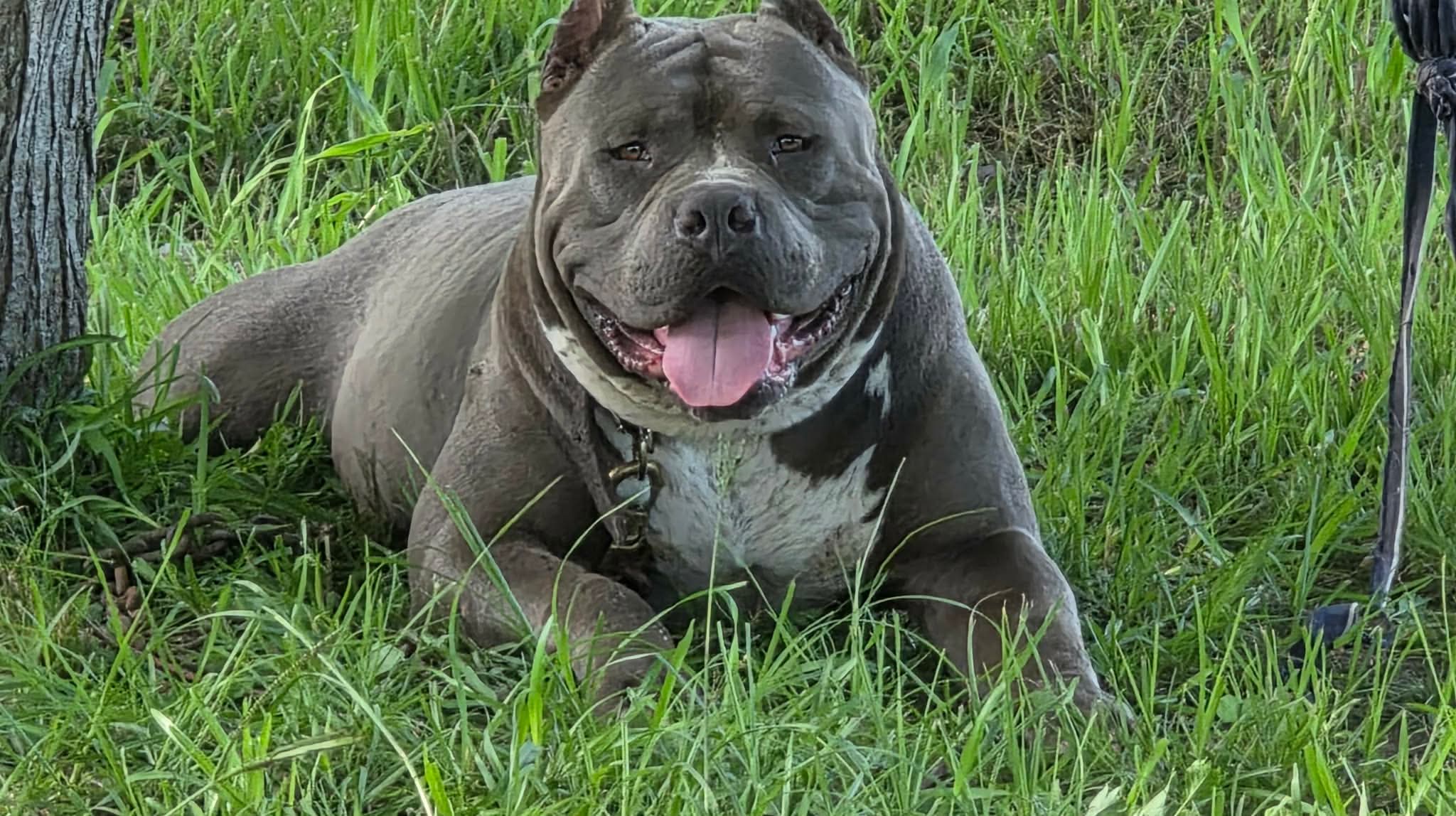 Dog Featured Image