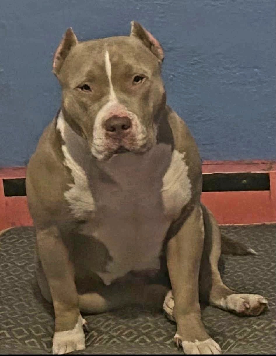 Dog Featured Image