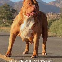 YUCKLES YUCK ELENA of MISTER BULLY KENNEL