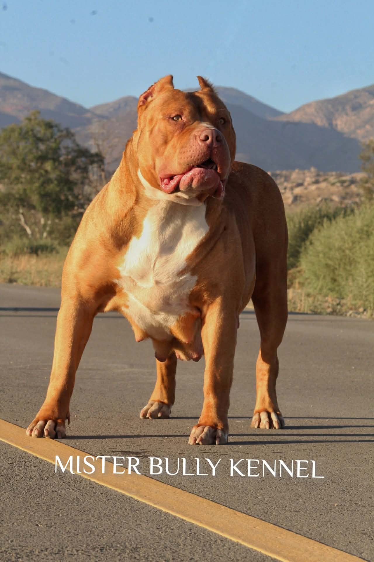 Dog Featured Image